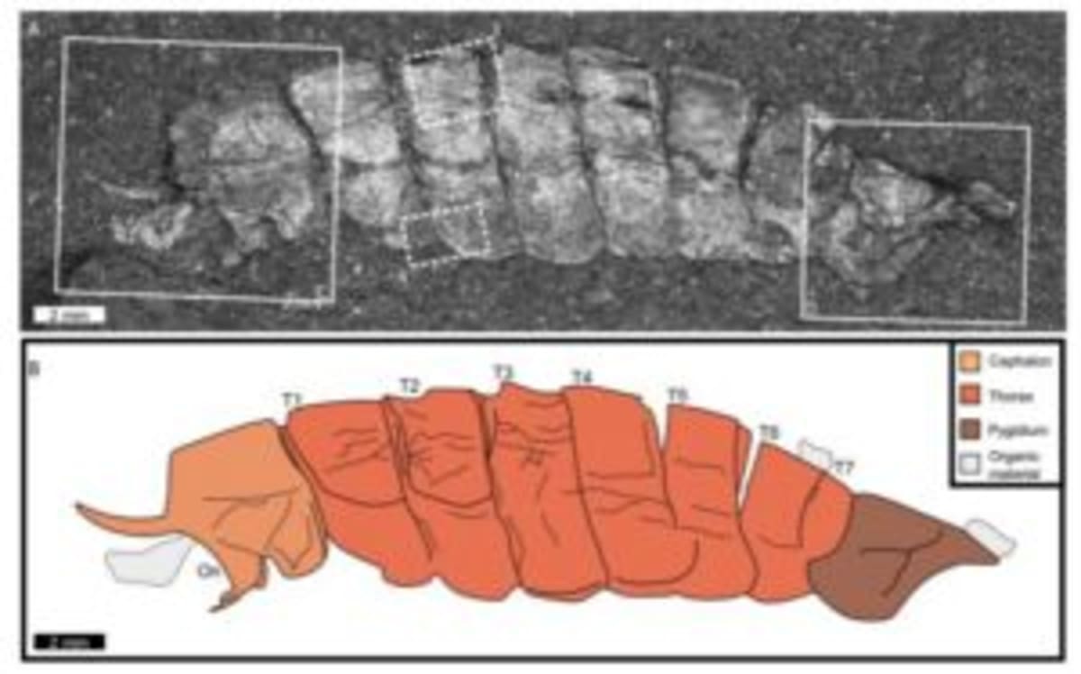 500-Million-Year-Old Fossil Rewrites Evolution Story - Image 2