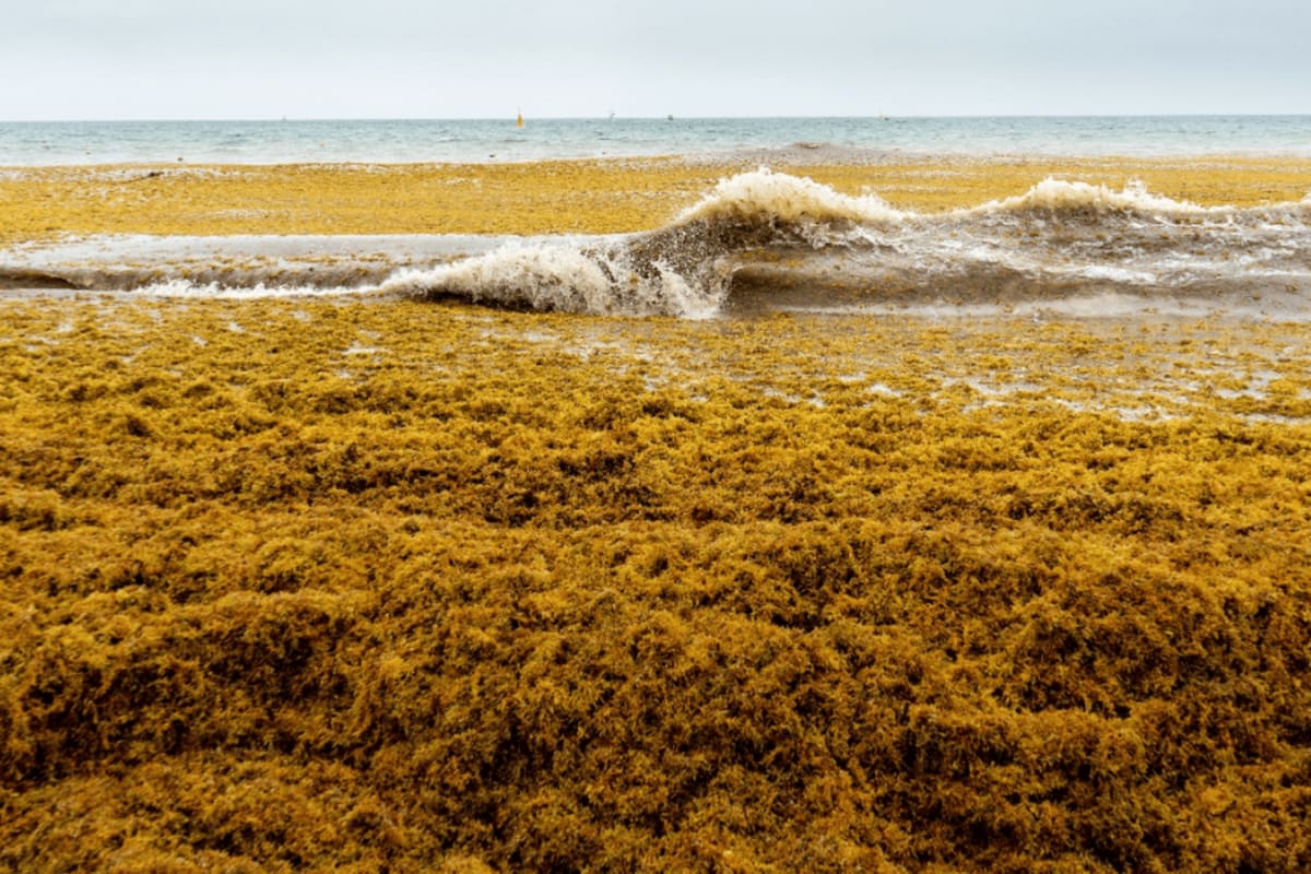 Brown pelagic sargassum seaweed washing ashore on a Florida beach in large mats