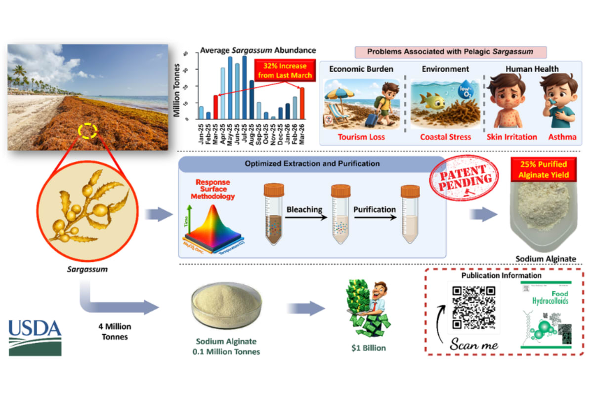 Florida Researchers Turn Beach Nuisance Into Food Ingredient - Image 2