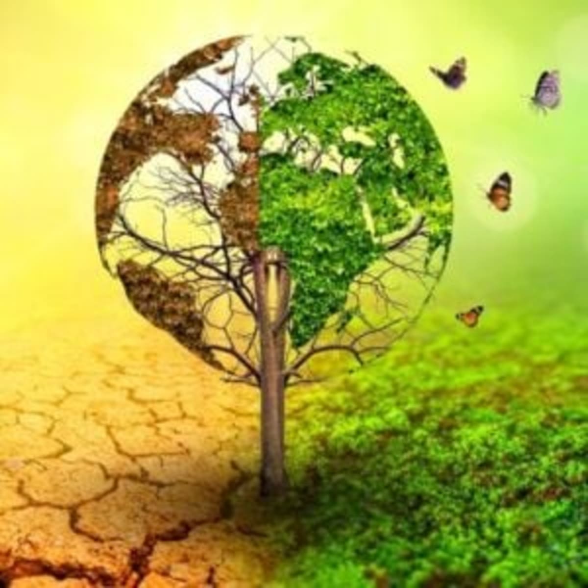 Zambia Can Build Climate Resilience While Creating Jobs - Image 5