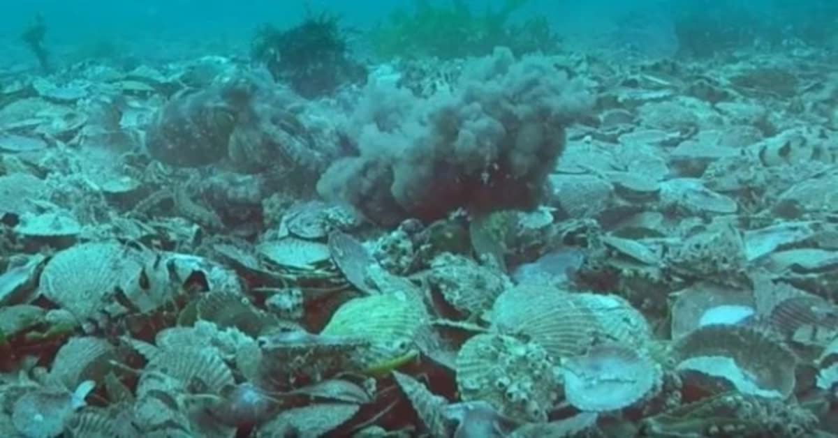 Gloomy octopus using tentacles to move shells and debris near its underwater den