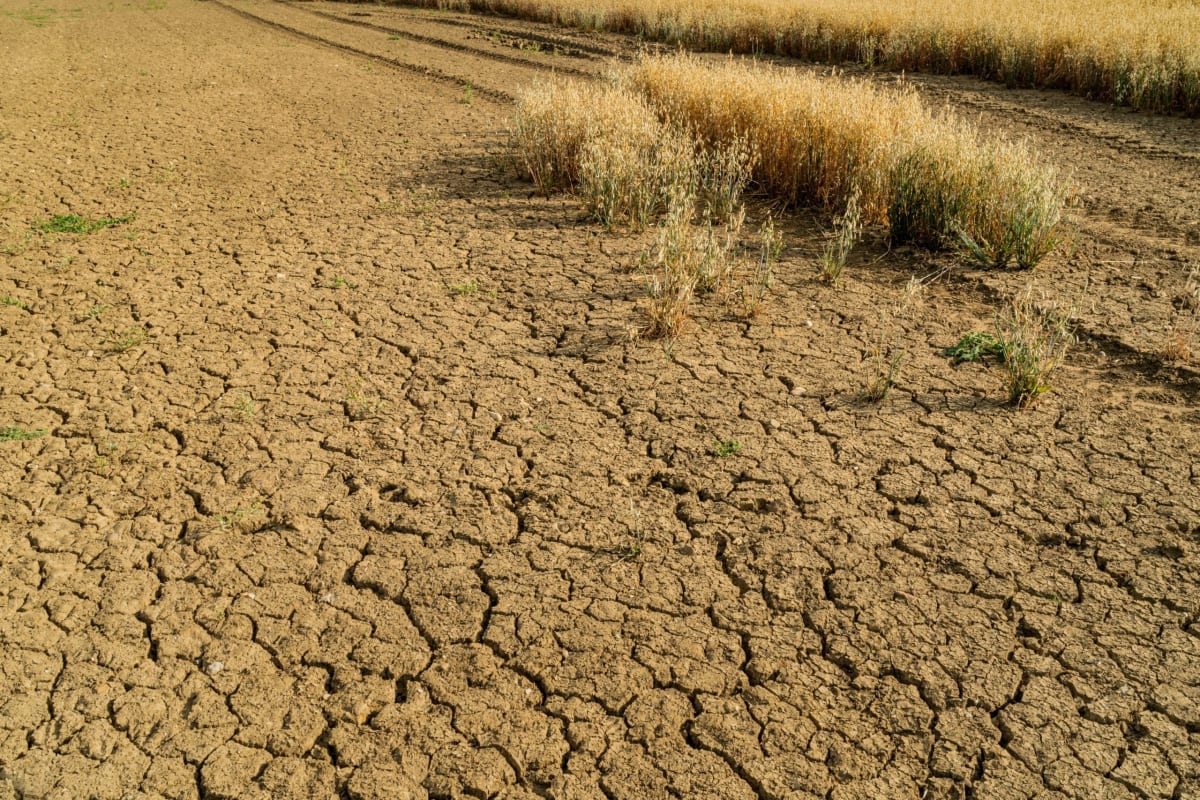Scientists Train Soil to Resist Climate Change Effects