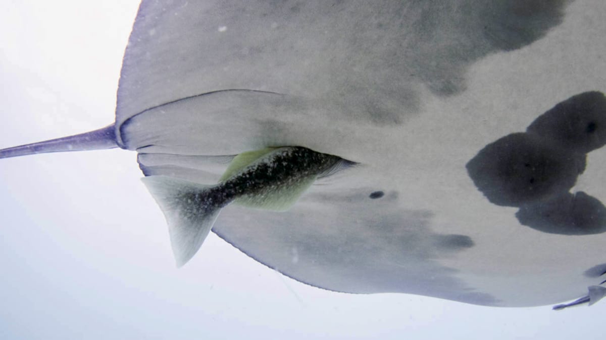 Remora fish tail protruding from inside a giant manta ray's cloaca opening