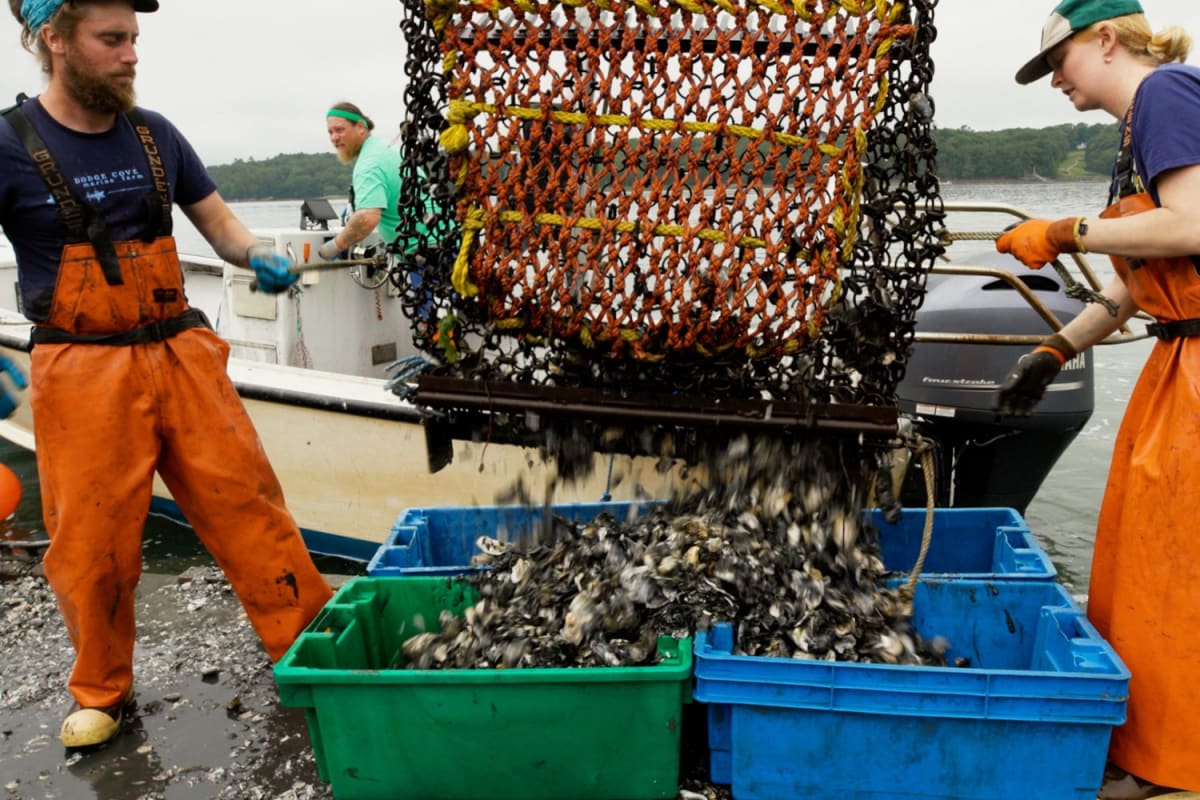 MIT's Chemical-Free Process Saves Maine Oyster Farms