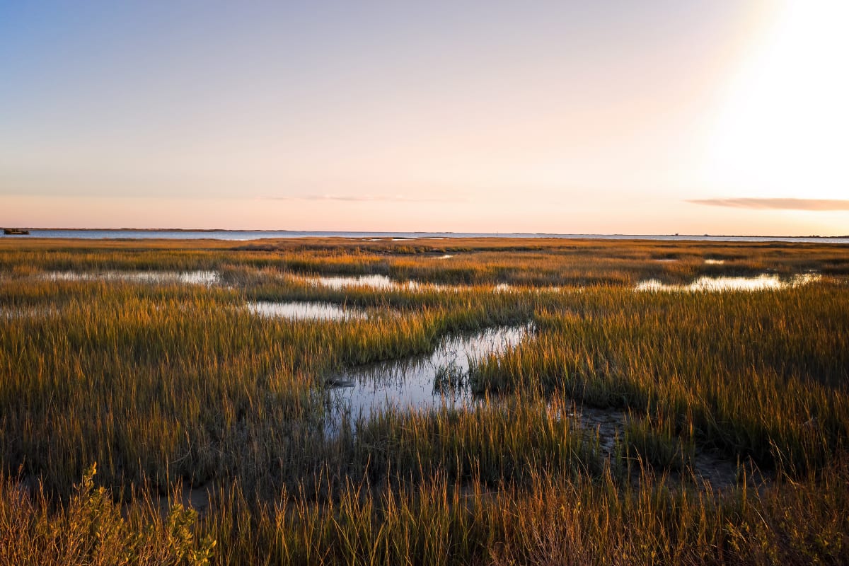 Aerial view of healthy wetlands with water plants protecting coastline from flooding