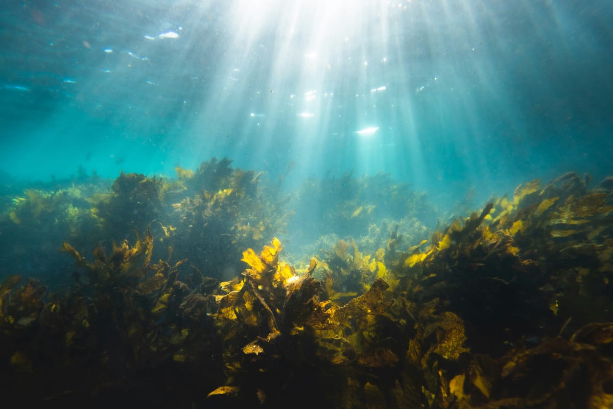 Microscopic ocean bacteria working together to break down complex carbon-storing algae molecules in seawater