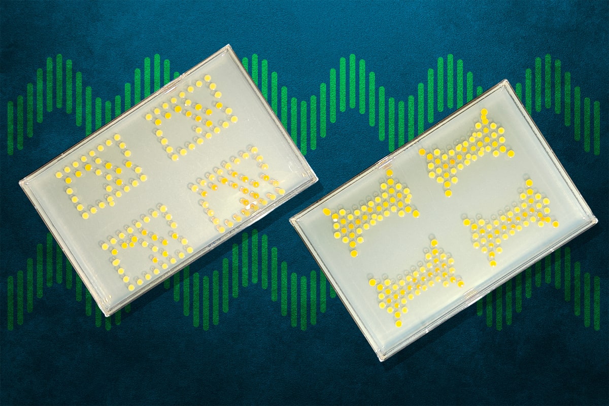 MIT Creates Living Computer Circuits From Bacteria