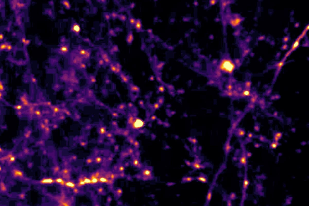 MIT Finds Brain Circuit That Judges Present vs Past