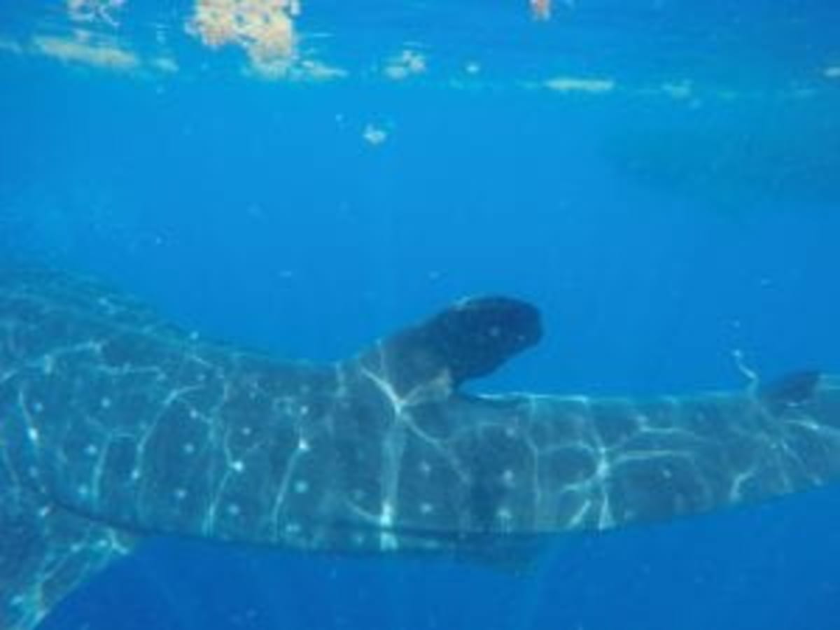 Whale Shark Milo Tracked 34,000 Miles Over 10 Years - Image 2