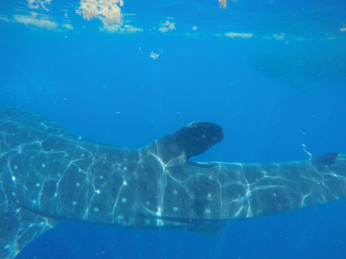 Large spotted whale shark named Milo swimming in clear blue ocean waters off Yucatan Peninsula