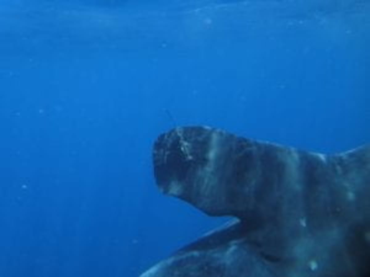 Whale Shark Milo Tracked 34,000 Miles Over 10 Years - Image 3