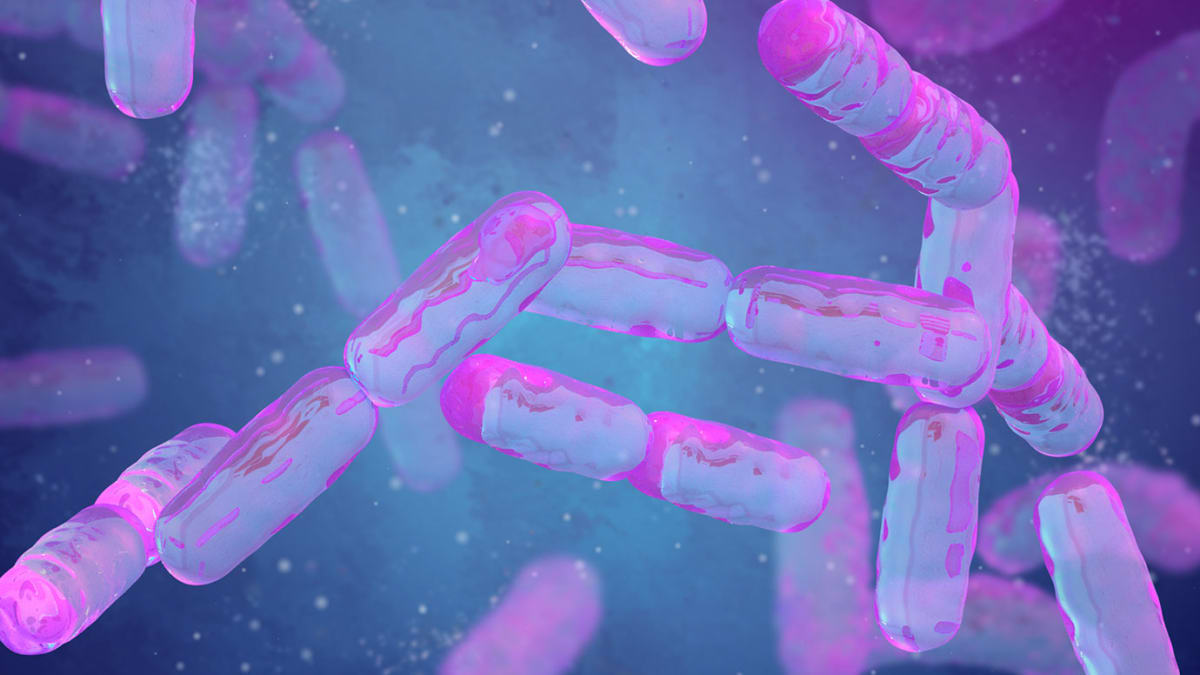 Probiotic Bacteria Shrink Pancreatic Tumors in Mice