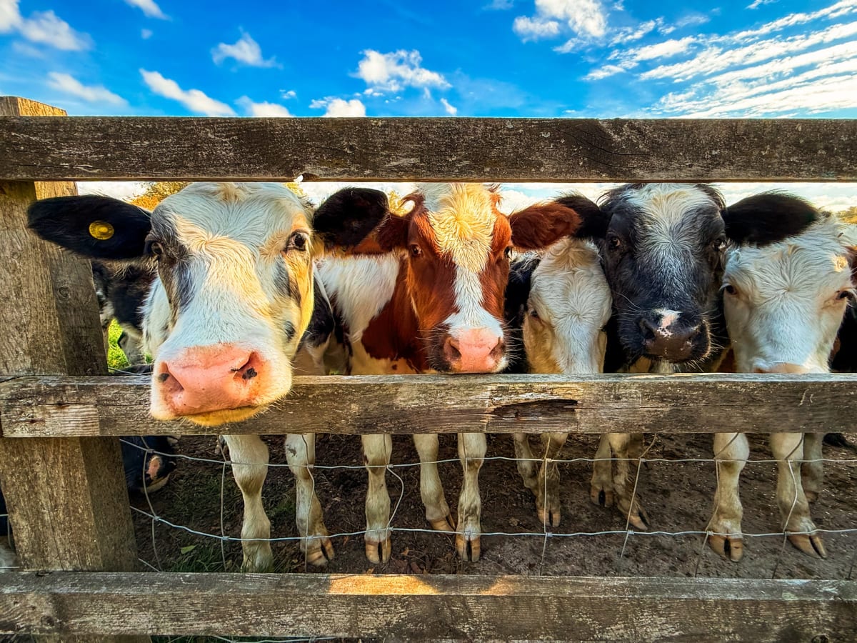 Aerial view of California dairy farm with covered manure digester system capturing methane emissions