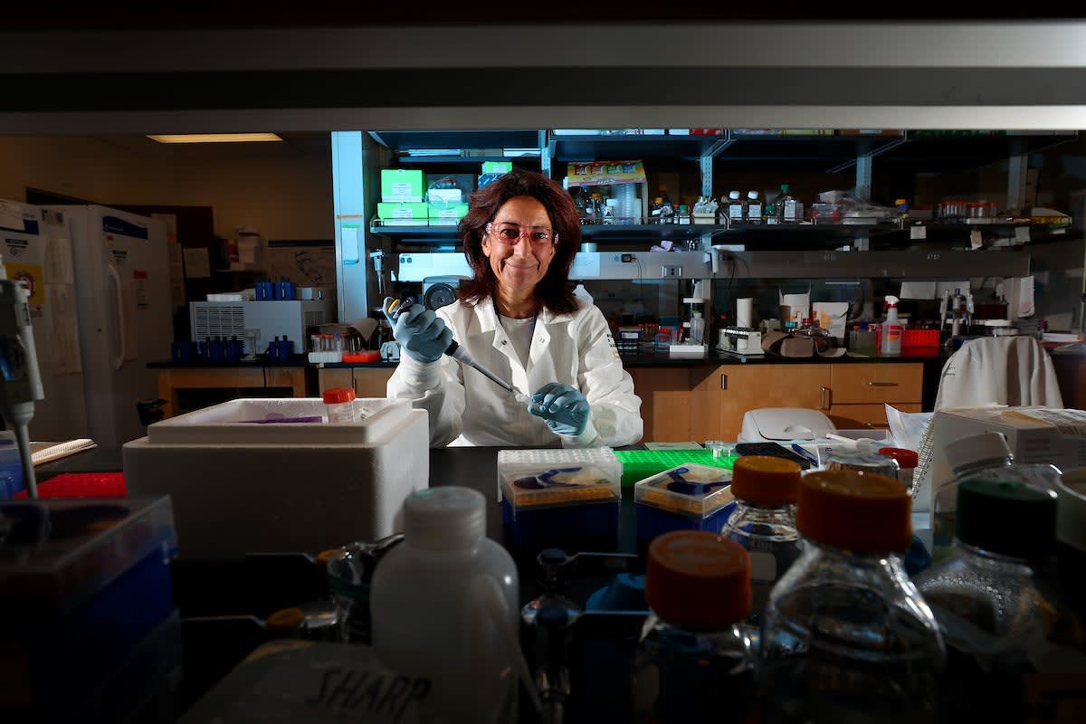 University laboratory researcher examining samples for malaria and babesiosis drug development research