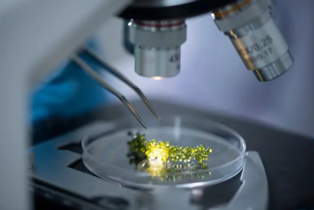 South African Uni Turns Plant Research Into New Company - Image 4