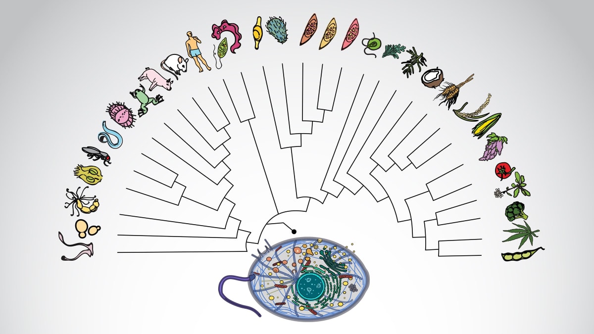 Scientific illustration showing protein networks connecting ancient organisms to modern humans and disease research