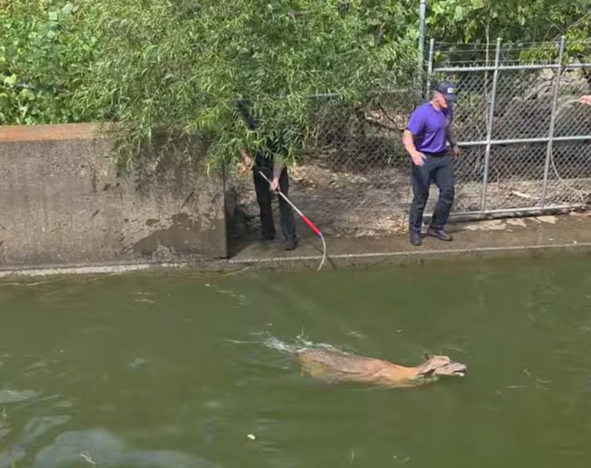 Tennessee Firefighters Save Deer Trapped in Pool - Image 3