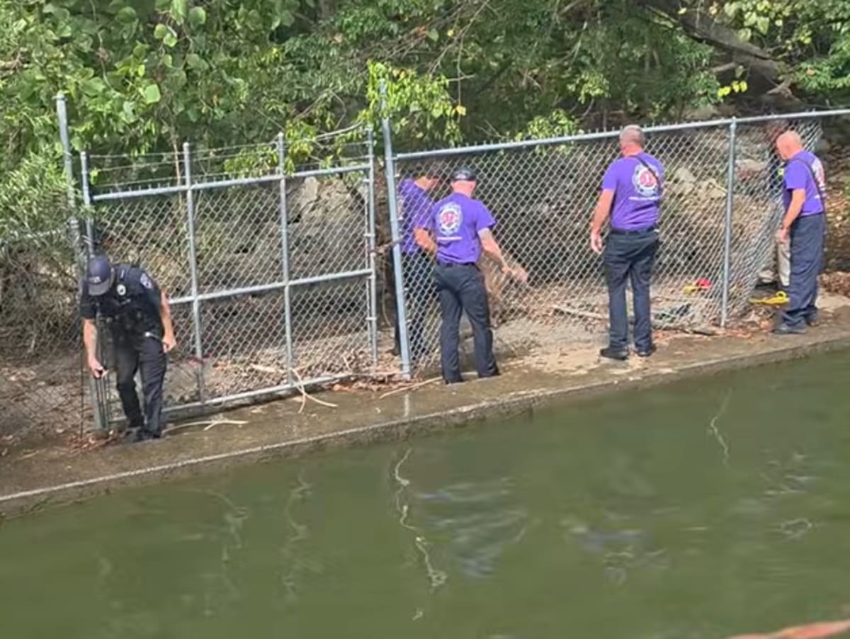 Tennessee Firefighters Save Deer Trapped in Pool - Image 4