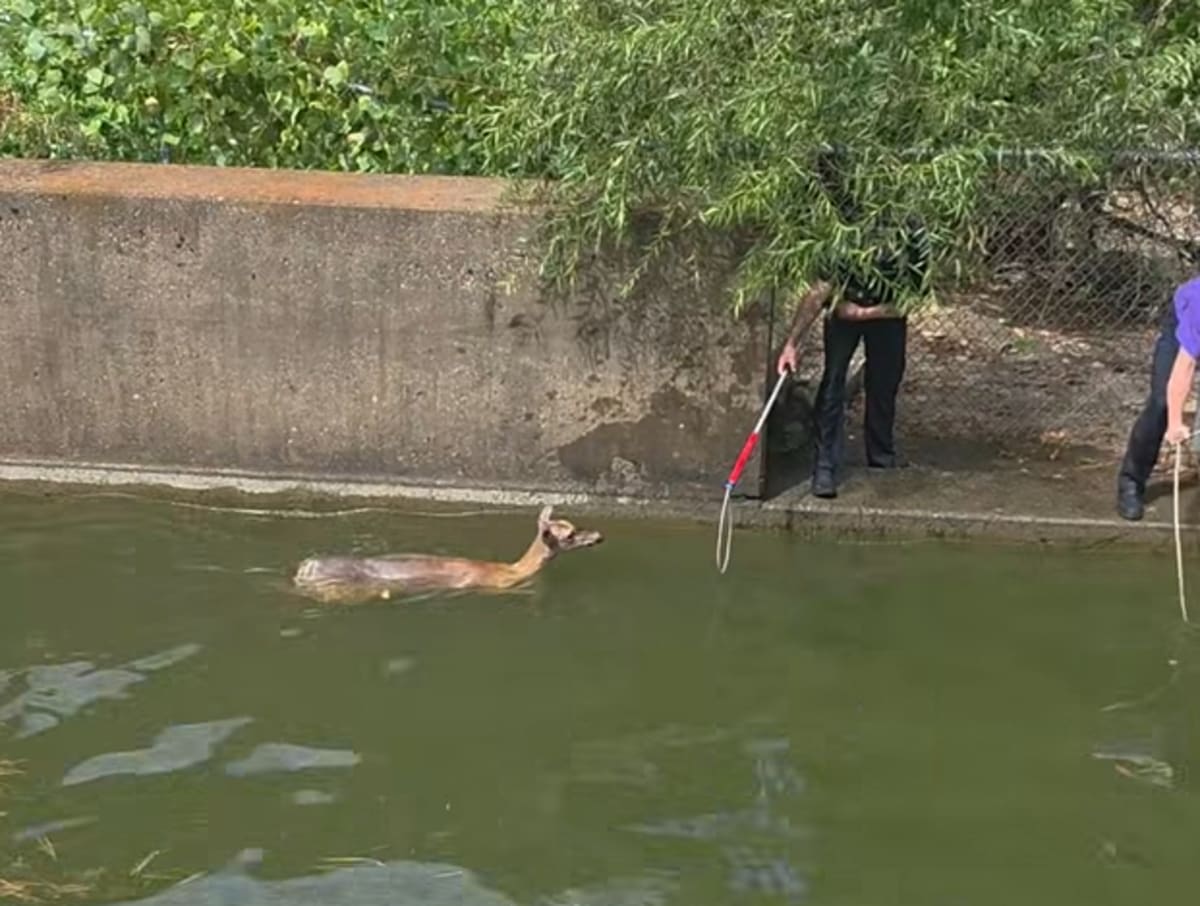 Tennessee Firefighters Save Deer Trapped in Pool - Image 5