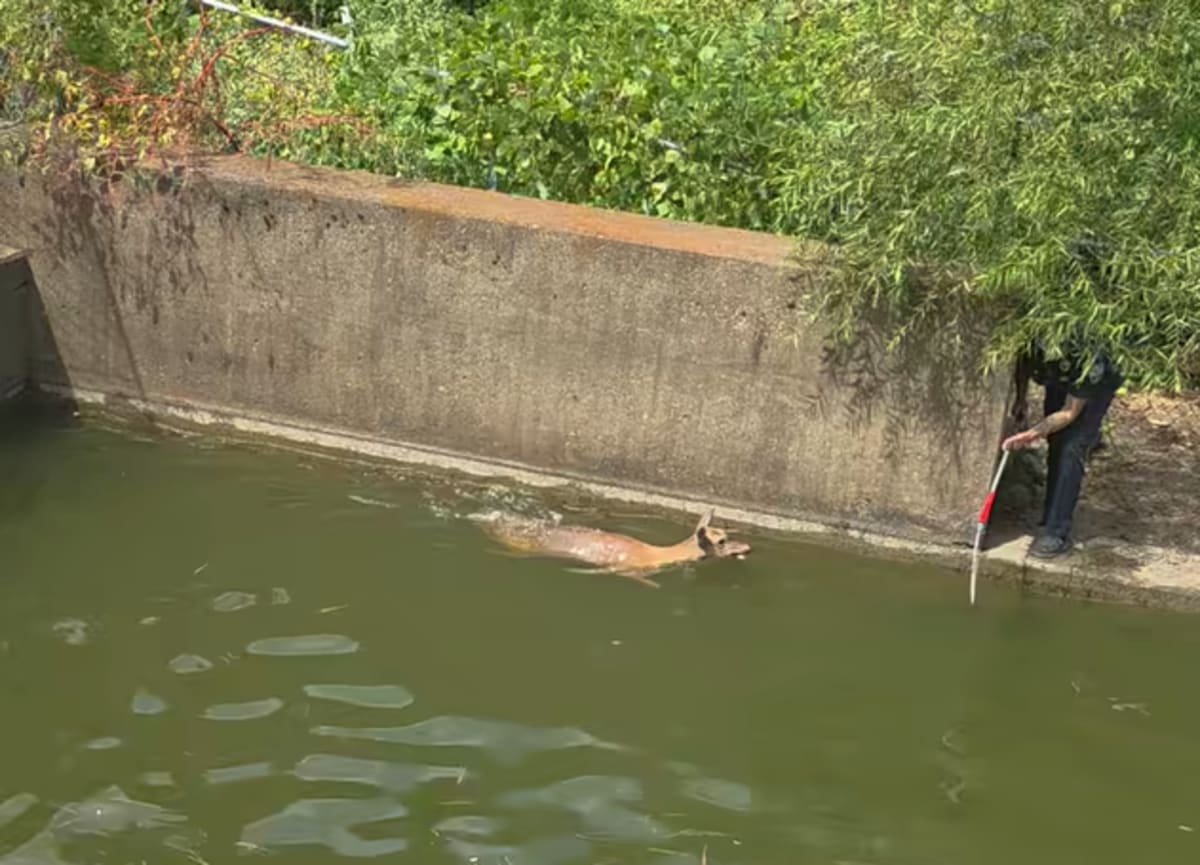 Tennessee Firefighters Save Deer Trapped in Pool - Image 2