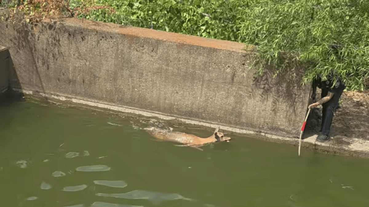 Tennessee Firefighters Save Deer Trapped in Pool