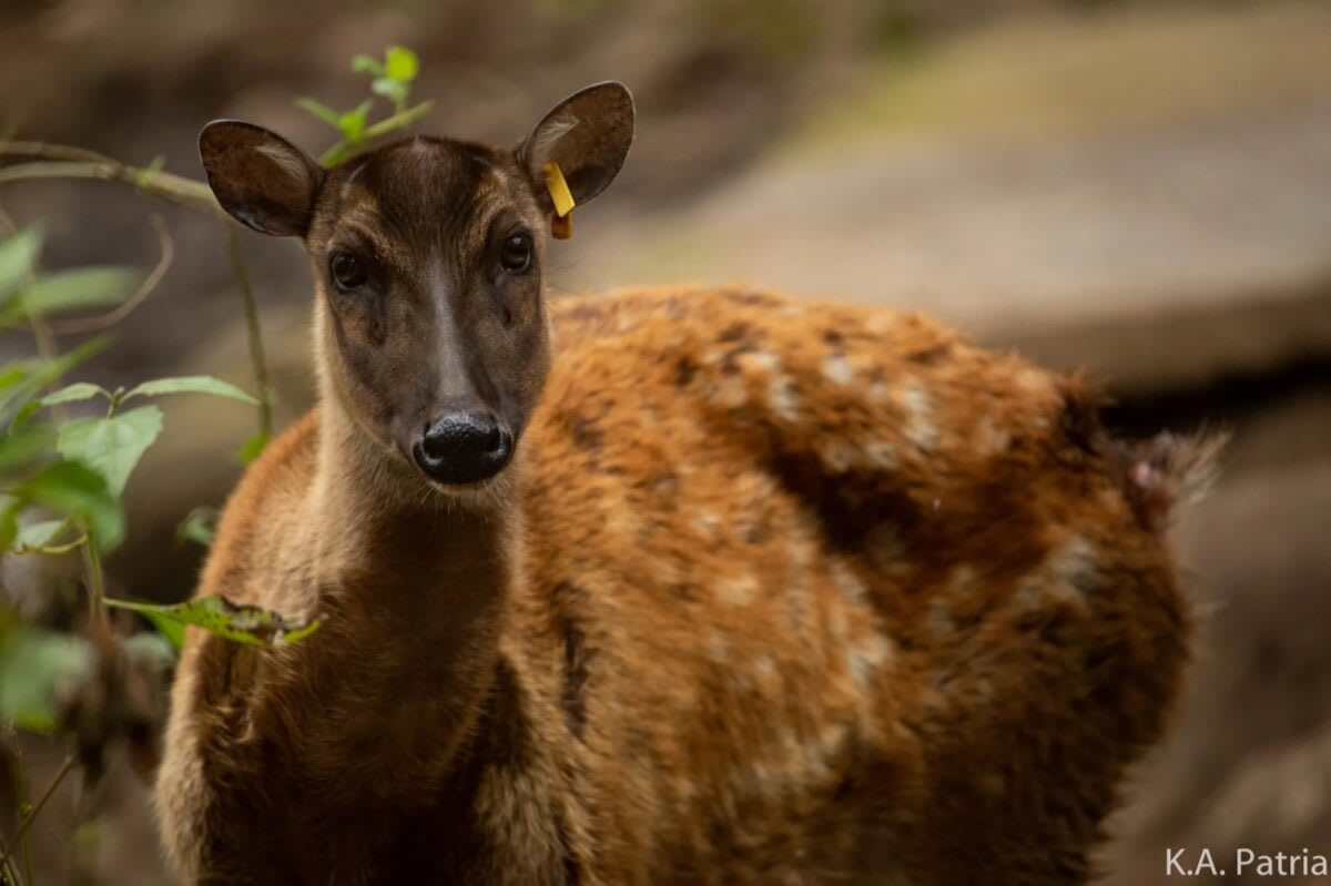 Filipino Scientists Map Genome of Endangered Spotted Deer - Image 3