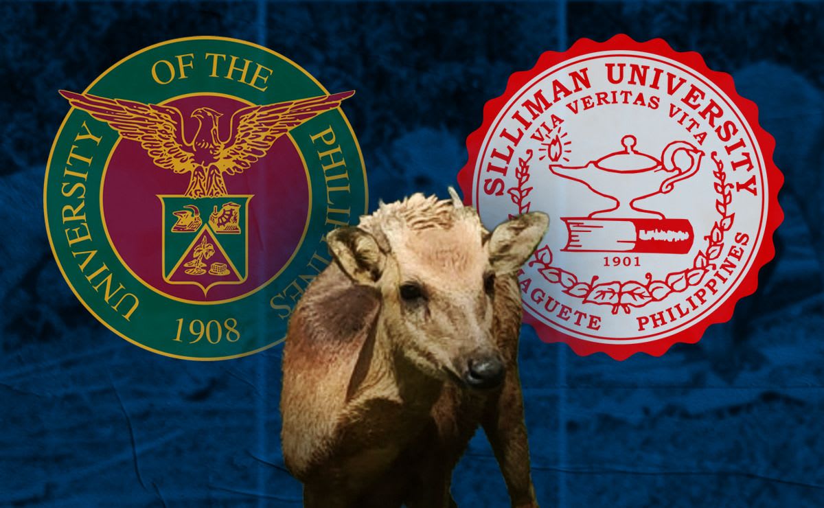 Visayan spotted deer with distinctive brown coat and white spots in Philippine rainforest habitat