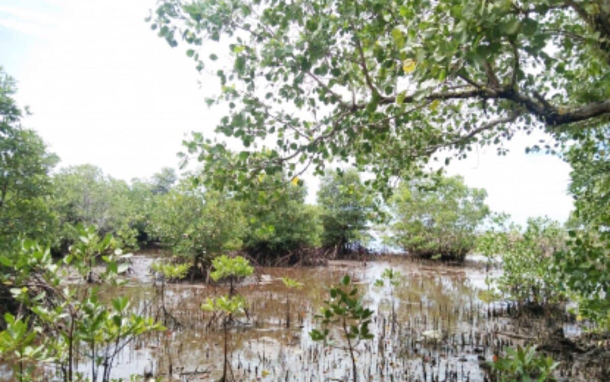 Eastern Visayas Reforests 178,425 Hectares in Major Win - Image 3