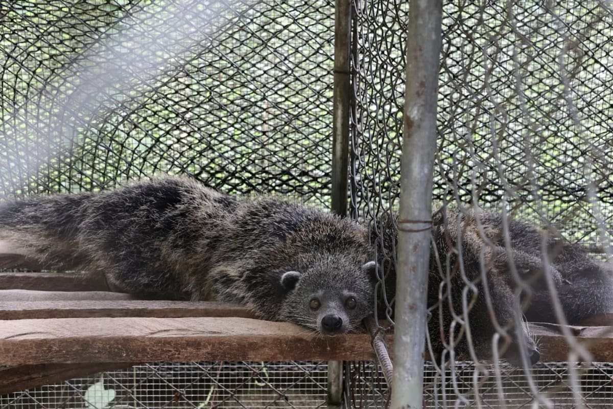 Two Philippine palm civets being prepared for release back into their natural forest habitat