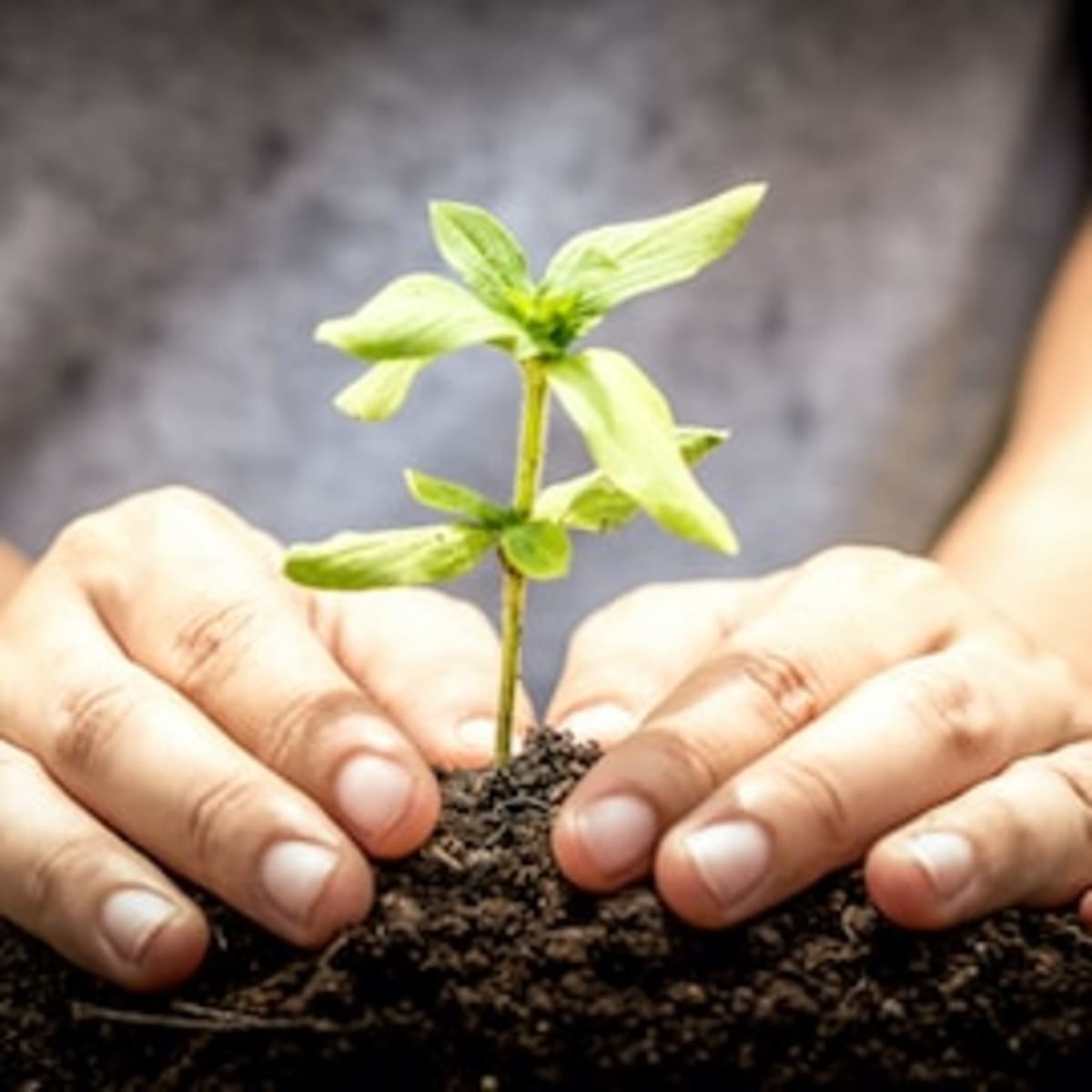 $1.2 Billion Fund Backs Latin America Reforestation