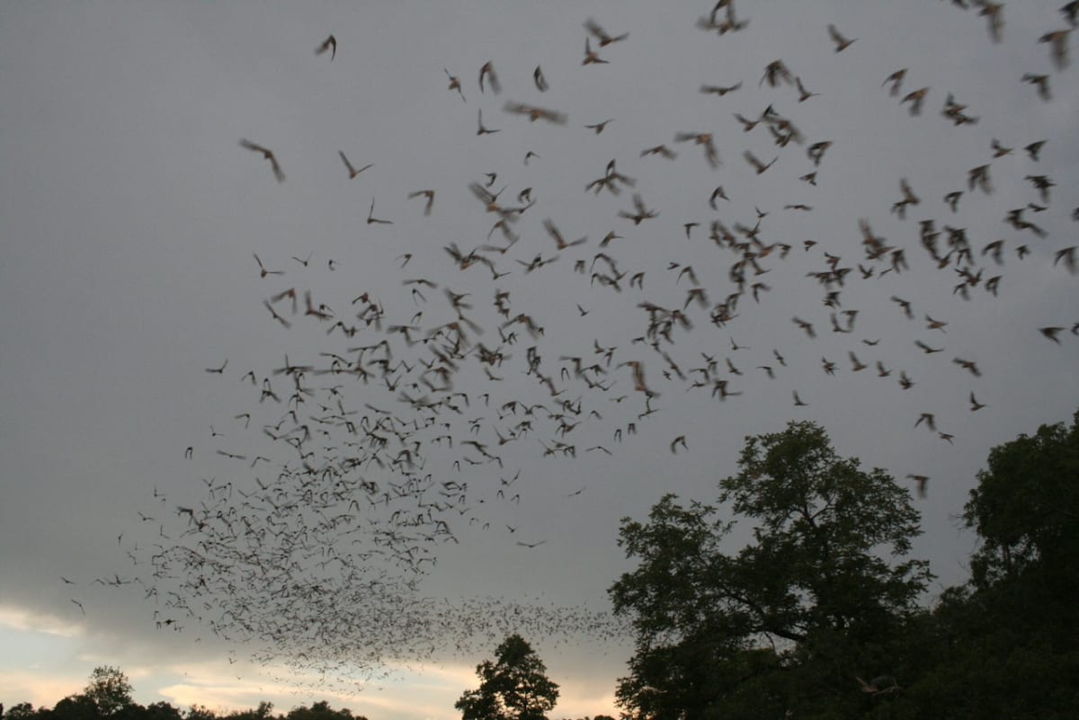 Bats Save Forests by Eating Their Weight in Bugs Nightly