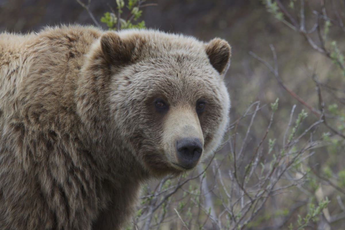 Grizzly bear walking through natural habitat in Denali wilderness area