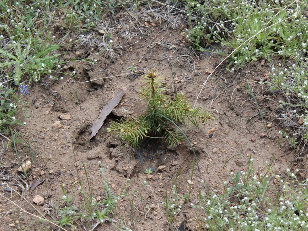 Bats Save Forests by Eating Their Weight in Bugs Nightly - Image 3