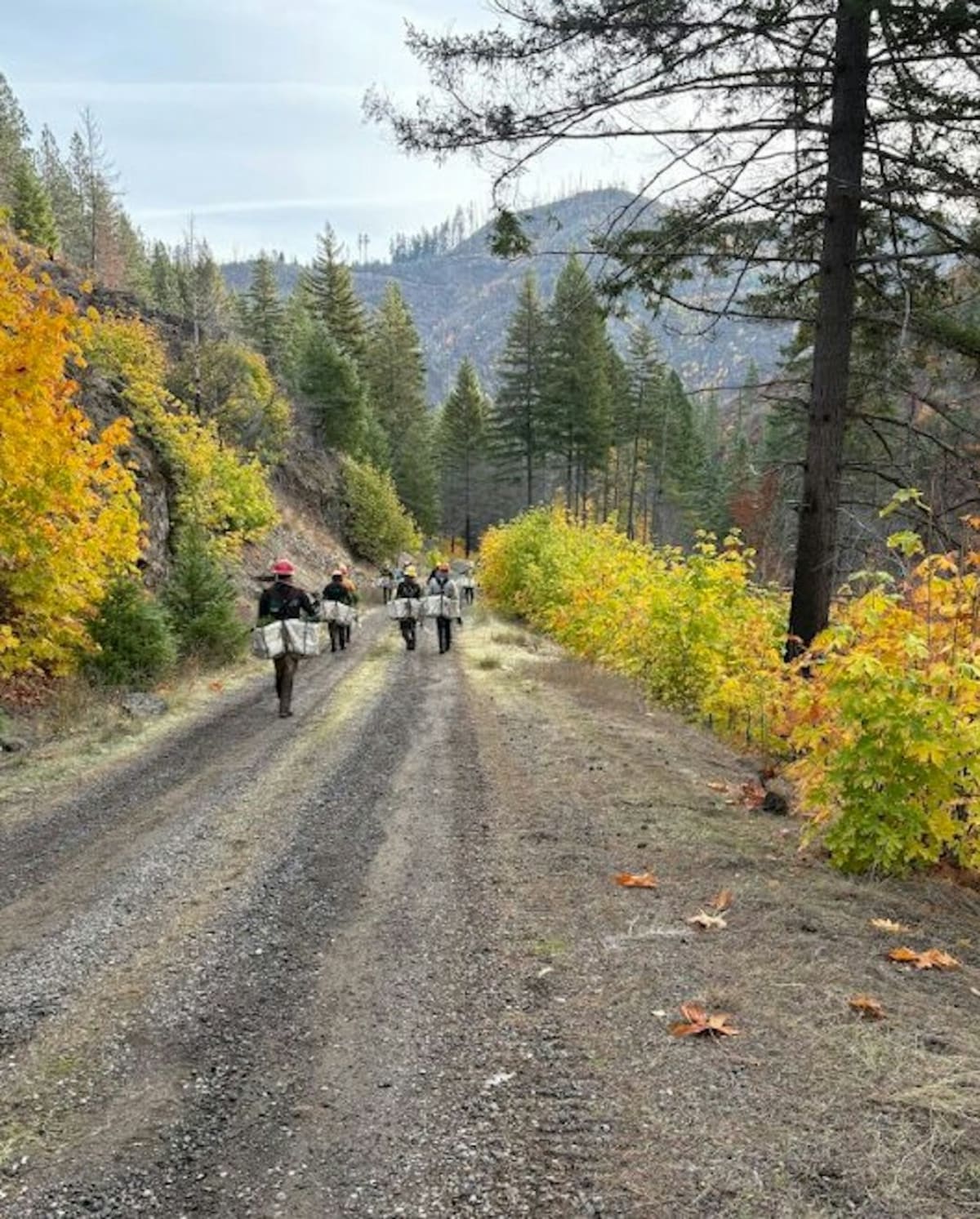 Oregon Replants 230,000 Acres After Wildfires Burn Forest - Image 5