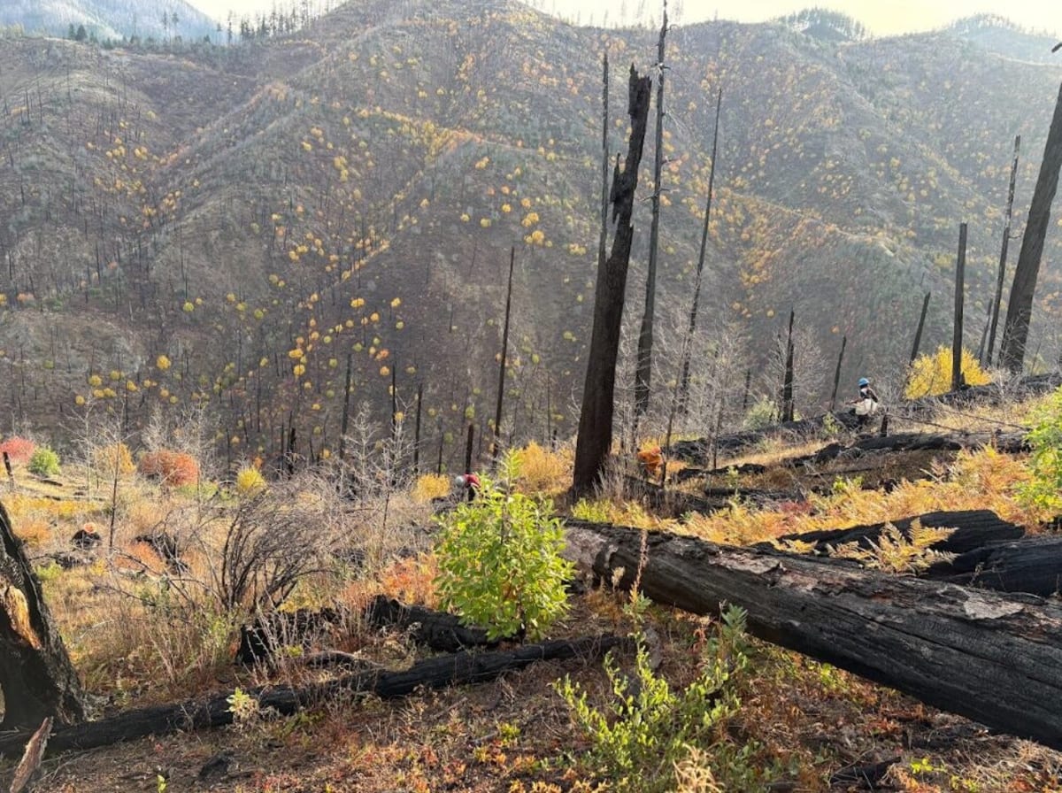Reforestation contractors planting tree seedlings on steep Oregon mountainside after wildfire