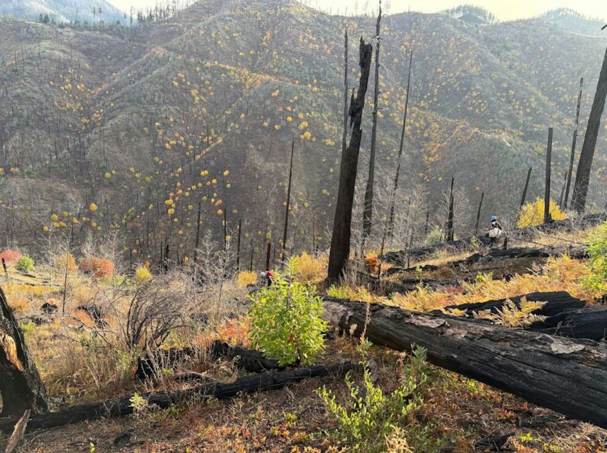 Oregon Replants 230,000 Acres After Wildfires Burn Forest - Image 2