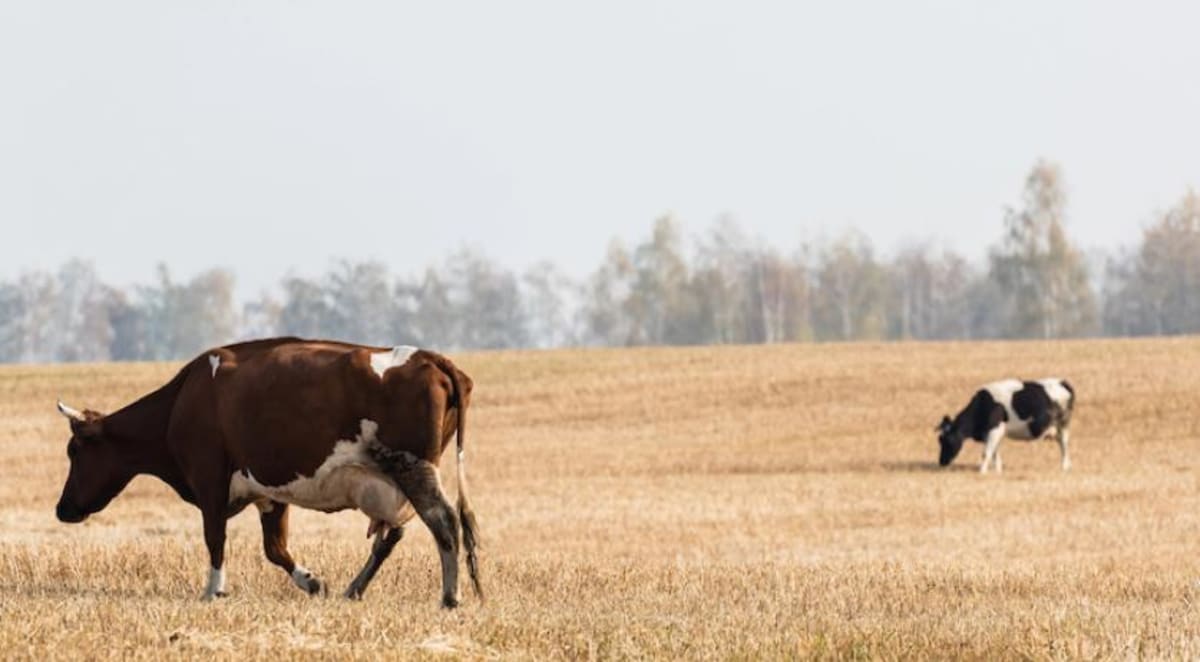 Dutch GPS Collars Let Cows Roam Free Without Fences - Image 2