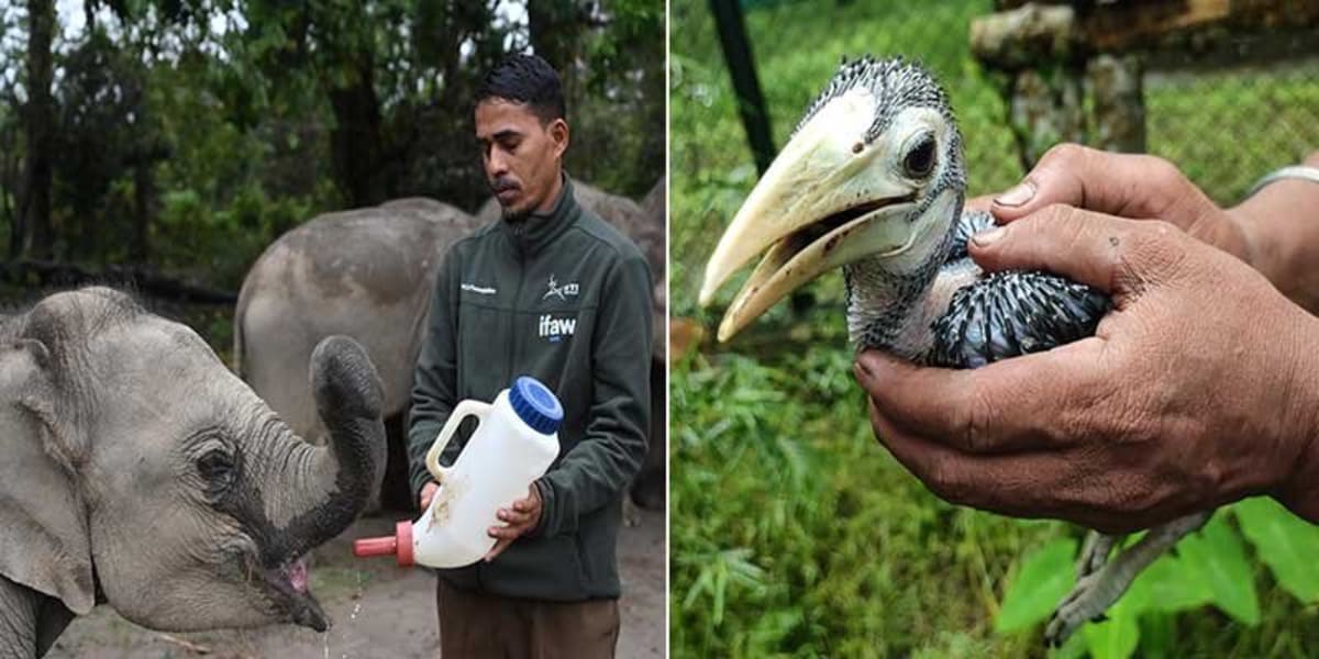 India Wildlife Center Saves 68% of 10,000 Rescued Animals