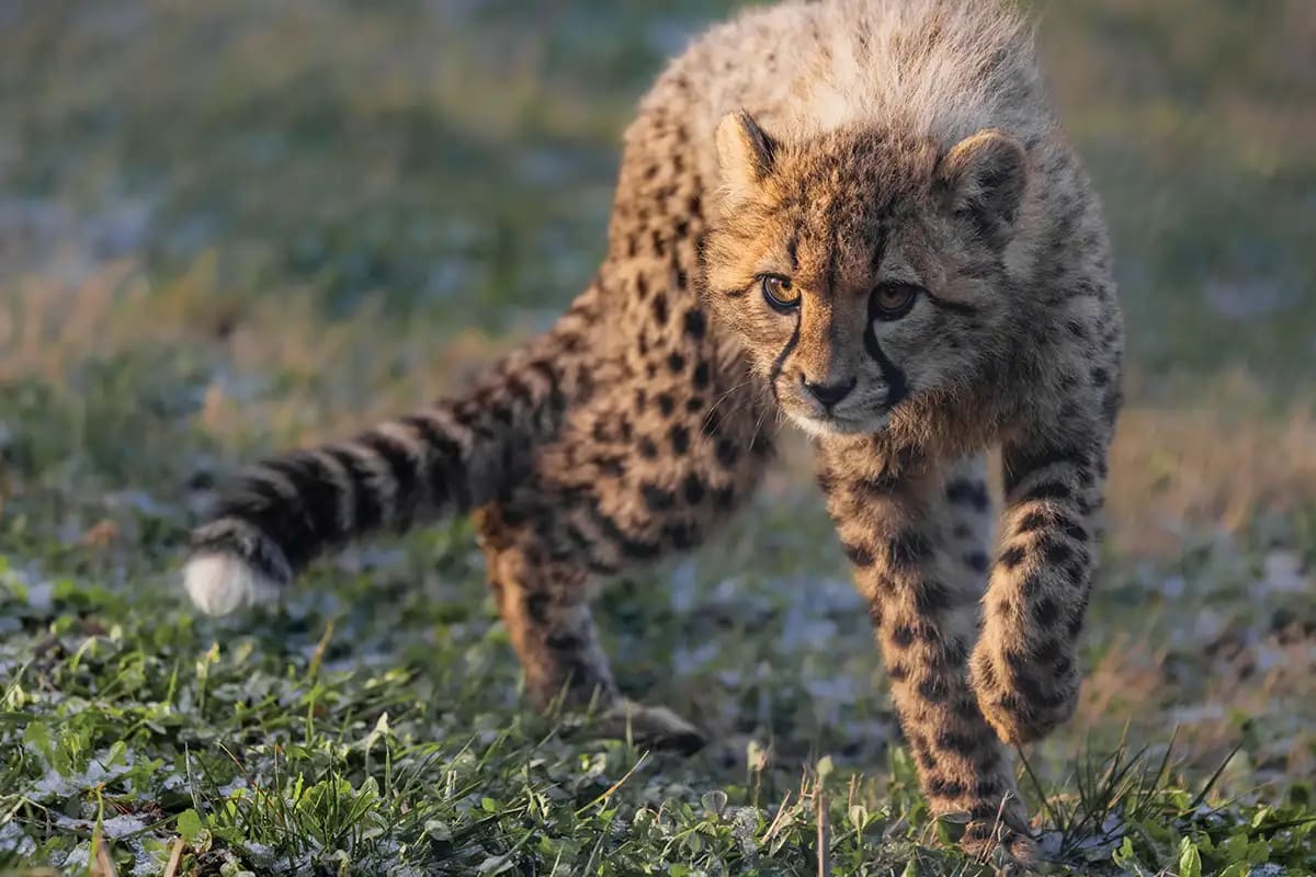 Scientists caring for endangered animals at the sprawling Smithsonian Conservation Biology Institute campus