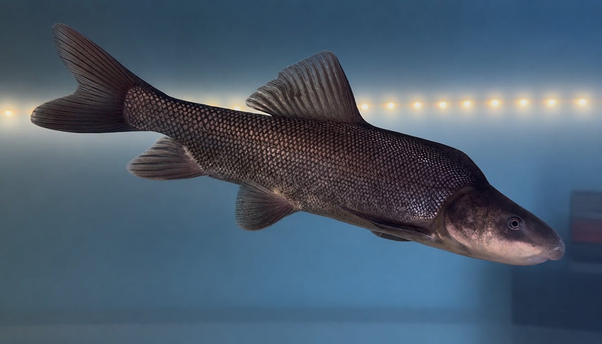 Colorado Fish Goes From Endangered to Threatened After 30 Years - Image 3