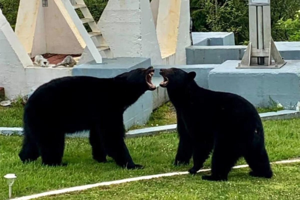 Two black bears standing upright wrestling playfully at Cape Scott lighthouse station
