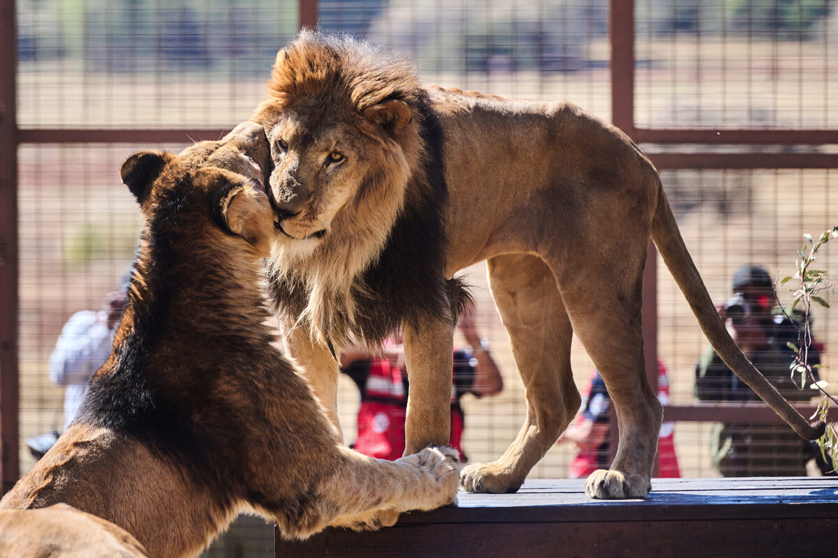 15 Big Cats Get New Life at South African Sanctuary