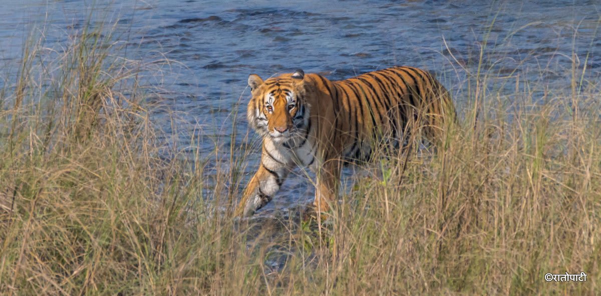 Nepal's Wild Tiger Population Soars to 429 - Image 3