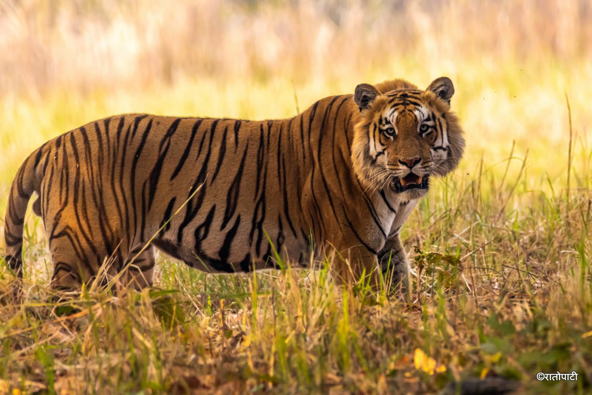 Nepal's Wild Tiger Population Soars to 429 - Image 5