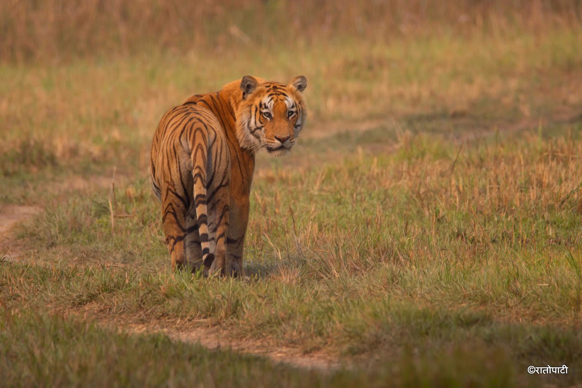 Nepal's Wild Tiger Population Soars to 429 - Image 4