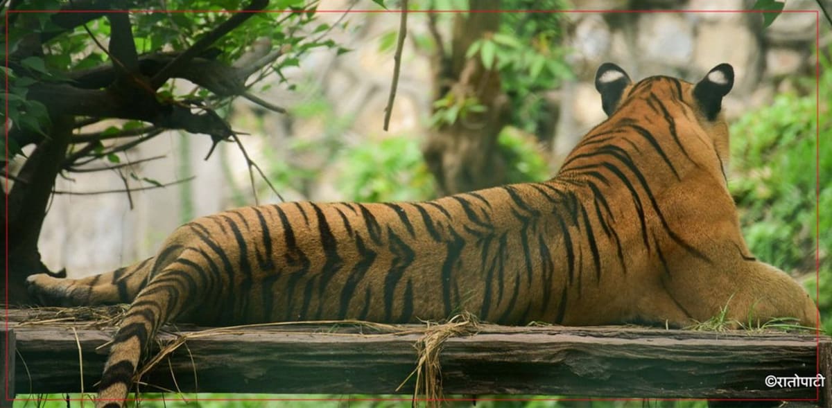 Nepal's Wild Tiger Population Soars to 429