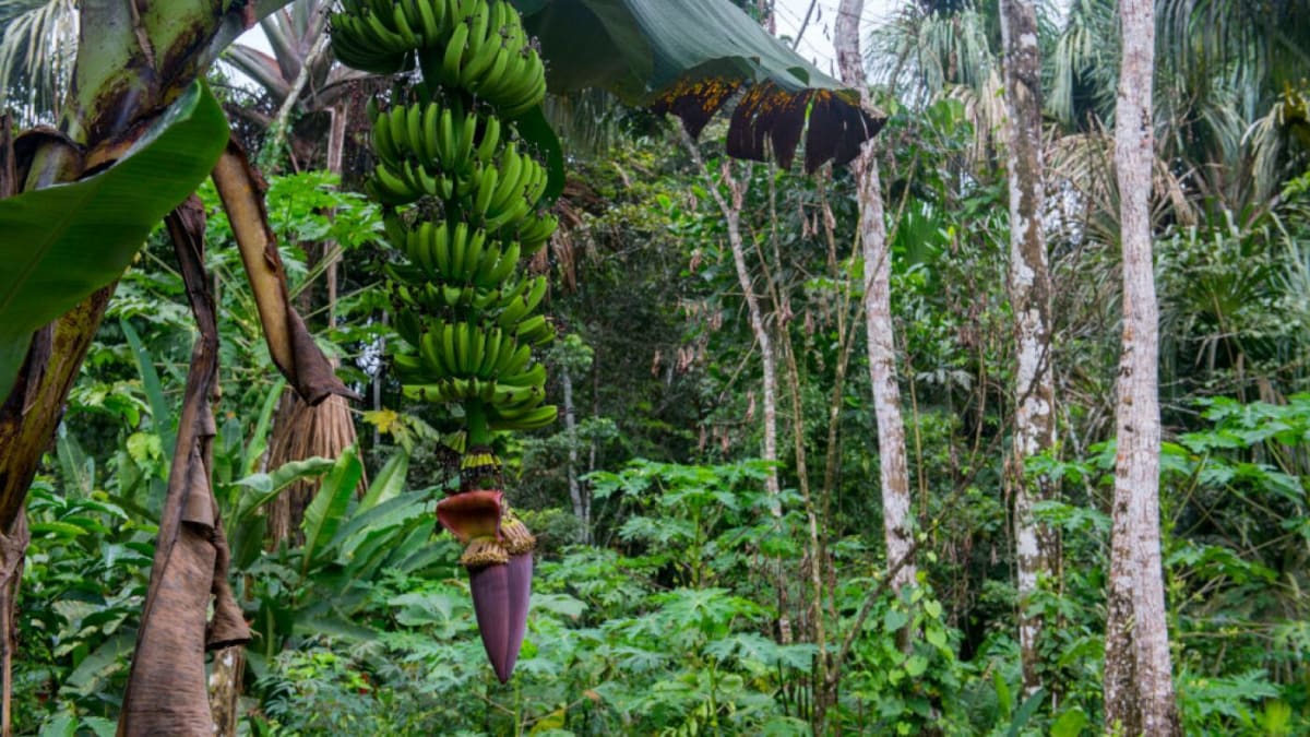 Banana plants growing in sunlight showing multiple species with polyploid genetic traits