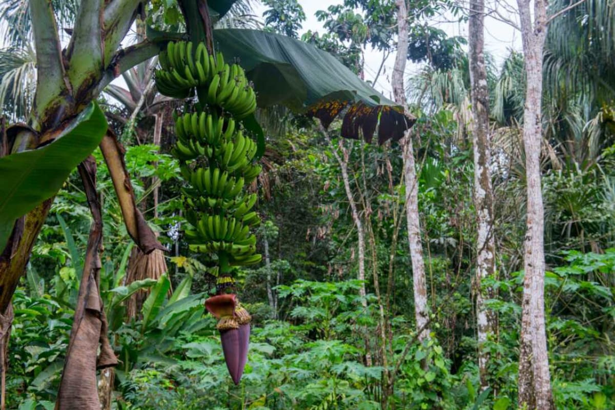 Plants' Extra Genes Help Them Survive Climate Disasters - Image 4
