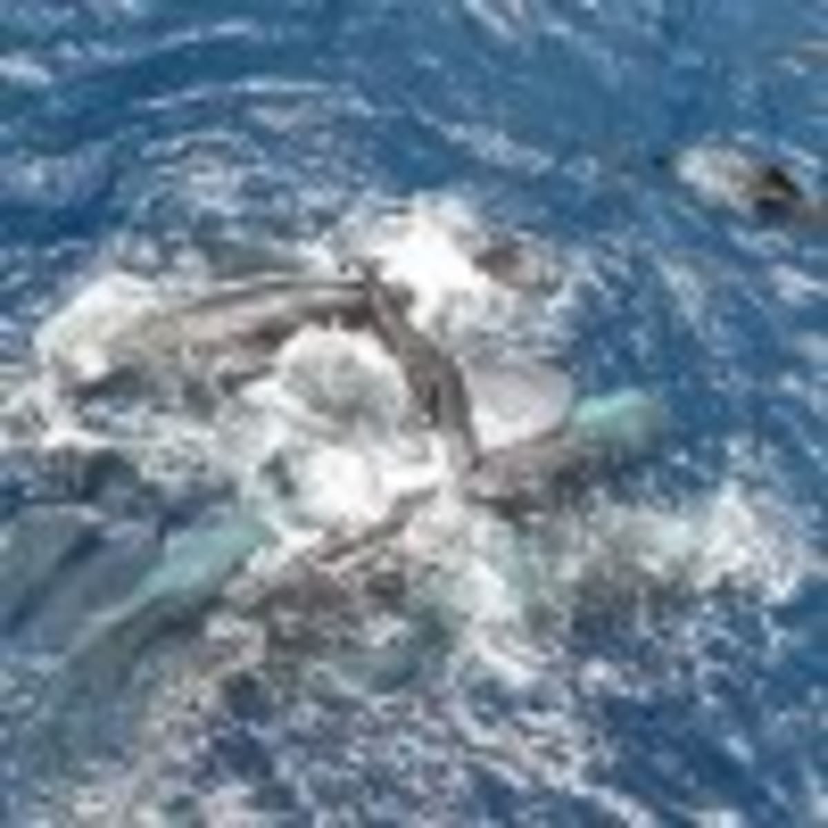 Timmy the Humpback Whale Rescued After 6-Week Ordeal - Image 4