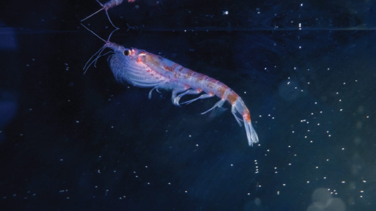 Antarctic Krill Found Thriving at Deep-Sea Vents
